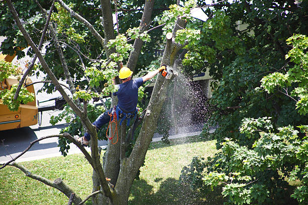 Best Utility Line Clearance  in Waverly, NY