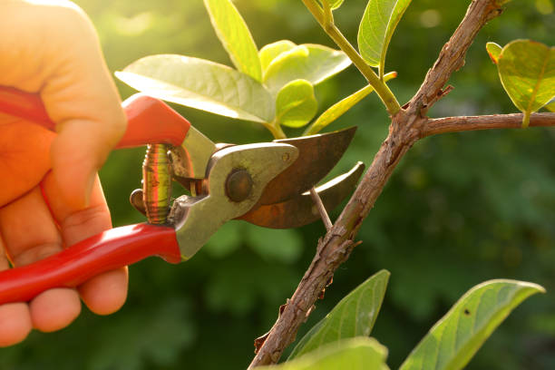 Tree and Shrub Care in Waverly, NY